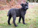PUPPY BRUCE REALLY FUN Labrador Retriever Puppy Male