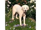 OCEAN Great Pyrenees Adult Female