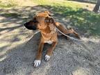 BEAU Belgian Malinois Young Male