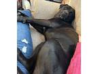 Ludo (Pluto) Labrador Retriever Adult Male