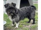 MONKEY Cairn Terrier Adult Male