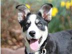 Rose Husky Puppy Female
