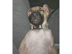 Charlie American Staffordshire Terrier Puppy Male