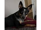 Reign Australian Cattle Dog Young Female