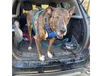 Tiger Mixed Breed (Large) Senior Male