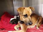 Banana Labrador Retriever Adult Female