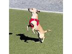 Bobo~ Chihuahua Male