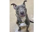 Blu American Pit Bull Terrier Puppy Male