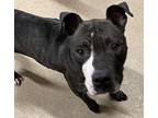 Nala American Pit Bull Terrier Adult Female