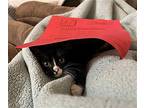 Macademia Domestic Shorthair Kitten Female