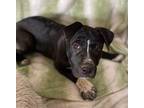 Andrea German Shepherd Dog Puppy Female