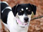 Susie Border Collie Adult Female