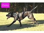 Ebony Labrador Retriever Young Female