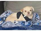 Spencer~ Chihuahua Male