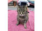 Fifi Domestic Shorthair Senior Female