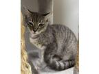 Jones Domestic Shorthair Young Female