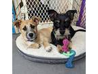 Rollie $475 Schnauzer (Standard) Puppy Male