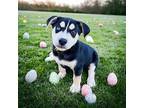 PUPPY SAPPHIRE Rottweiler Puppy Female
