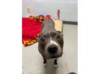 Lily American Staffordshire Terrier Senior Female