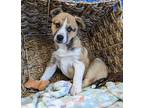 Homer Border Collie Puppy Male