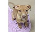 Rose Mixed Breed (Medium) Puppy Female