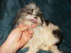 Pocono Yorkie, Yorkshire Terrier Young Male