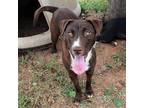 Coco Labrador Retriever Adult Female