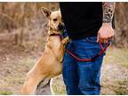 Prisha Labrador Retriever Adult Female