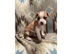 Peaches Wirehaired Pointing Griffon Puppy Female