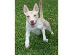 Puppy Kendra Labrador Retriever Young Female