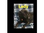 Lady German Shepherd Dog Adult Female
