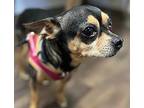 Chapo Chihuahua Senior Male