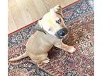 Sally $475 Labrador Retriever Puppy Female
