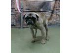 WALTER Pug Adult Male