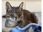 Hemmingway American Shorthair Adult Male
