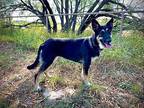 Liberty German Shepherd Dog Adult Female