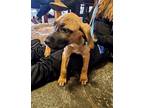 Ben Mastiff Puppy Male