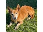 CRAIG Dachshund Senior Male