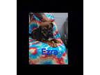 Ezra Rottweiler Puppy Male