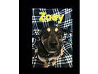 Zoey German Shepherd Dog Adult Female