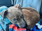 Mikey Puppy Male