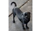 Blue Pug Puppy Male