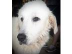 Ellie 2 Great Pyrenees Adult Female