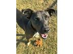Lincoln Labrador Retriever Adult Male