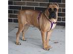 Nala Cane Corso Young Female