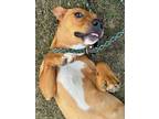 Maple Black Mouth Cur Adult Female
