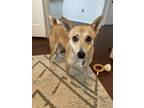 Boma Basenji Adult Female