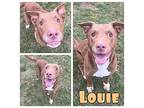 Louie Labrador Retriever Senior Male