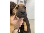 Dublin Boxer Puppy Male