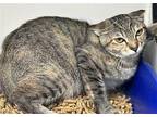 Drywall Domestic Shorthair Young Female